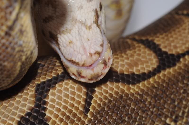 Help! Ball Python with swollen snout and recessed eyes. Anybody seen